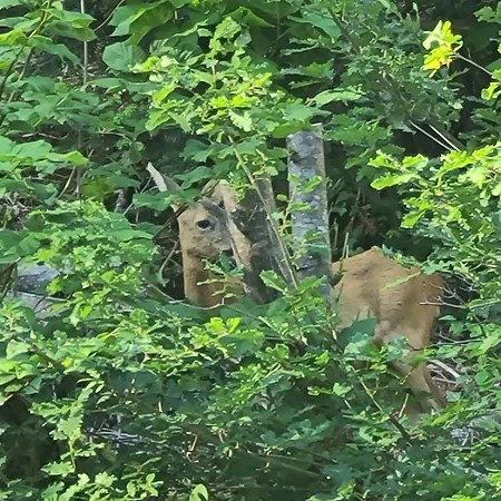 L'hermitage Appartement Saint-Nectaire