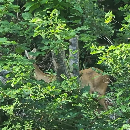 شقة L'hermitage - Piscine Et Bien-etre سانت-نيكتير